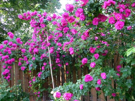 Vẻ đẹp kiêu sa của hoa hồng leo Sapa