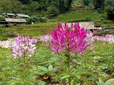 Có Một Cánh Đồng Hoa Hồng Ri Đẹp Đến Nao Lòng Ở Sapa Có Một Cánh Đồng Hoa Hồng Ri Đẹp Đến Nao Lòng Ở Sapa