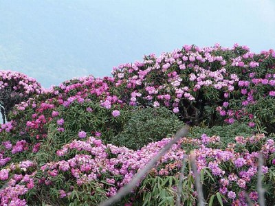 ngắm hoa đỗ quyên ngắm hoa đỗ quyên