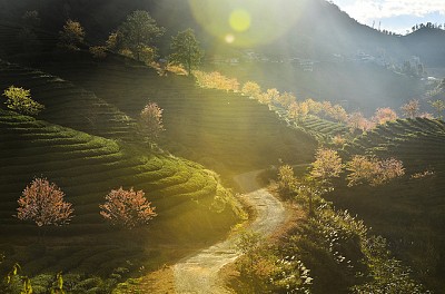 Mai Anh Đào Nở Rực Rỡ Tô Thắm Giữa Đồi Chè Sapa Mai Anh Đào Nở Rực Rỡ Tô Thắm Giữa Đồi Chè Sapa