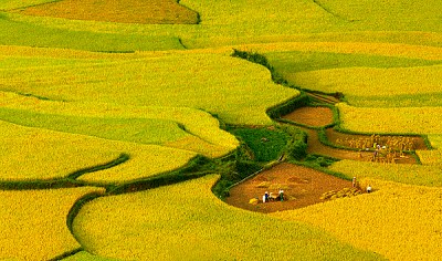 Ruộng Bậc Thang Ở Sapa Ruộng Bậc Thang Ở Sapa