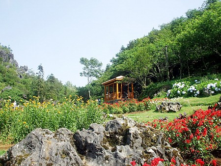 Chương trình ngắm hoa nở trong núi bốn mùa