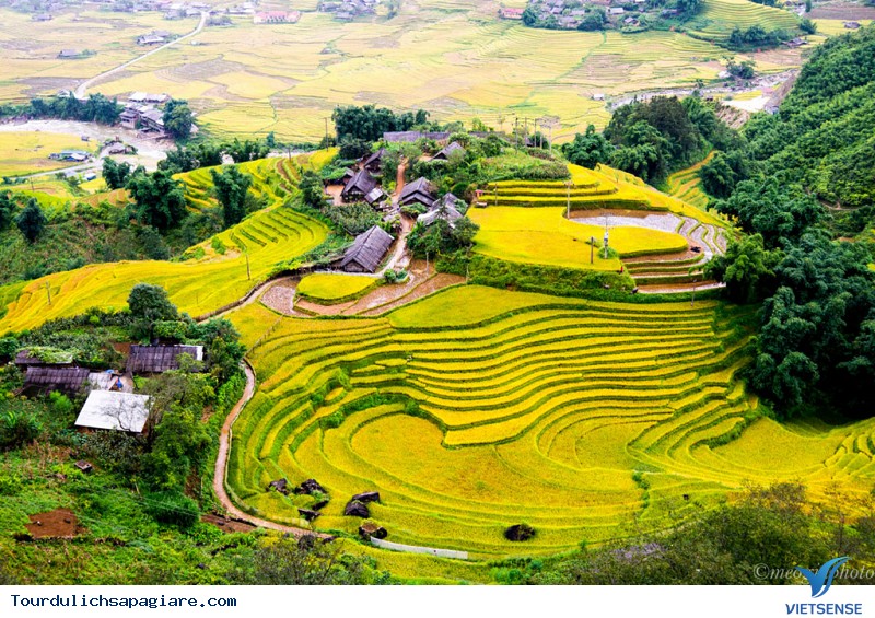 Mùa lúa chín vàng trên khắp  Chụp Hình Đẹp Tại Nha Trang  Facebook
